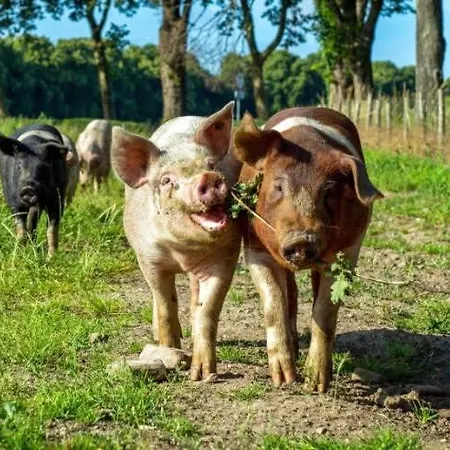 Liefst In Appartement Epen