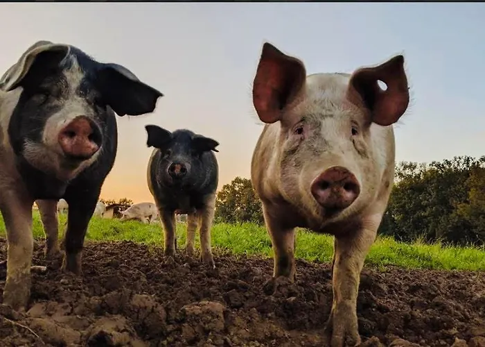 아파트 Liefst In *