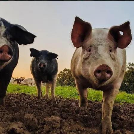 Apartamento Liefst In *