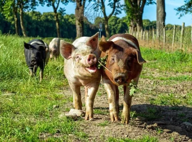 Liefst In Lejlighed Epen